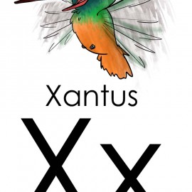 X is for Xantus